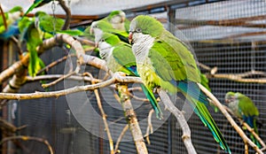 Portrait of a monk parakeet with many parakeets on a branch in the background, popular pet in aviculture from Argentina