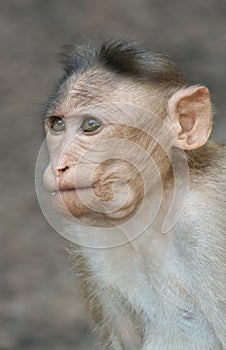 Portrait of monkey