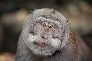 Portrait of monkey