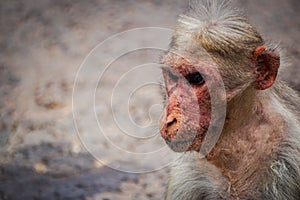 Portrait of Monkey photo