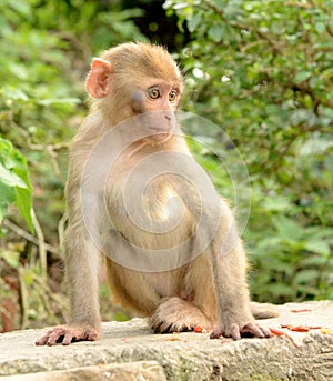 Portrait of monkey