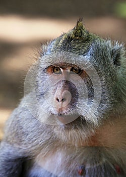 Portrait of the monkey