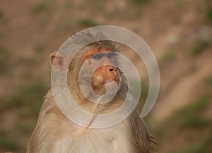 A portrait of a monkey