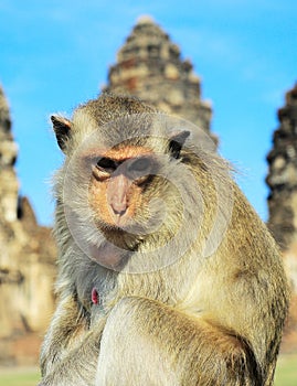 Portrait of a Monkey