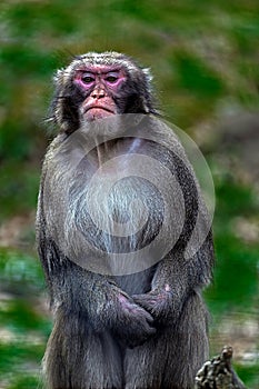 Portrait of monkey 6