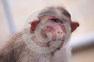 Portrait of a Monkey
