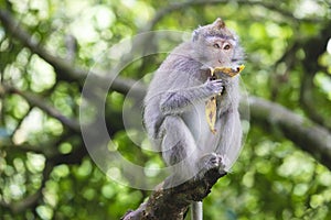Portrait of monkey eating banana