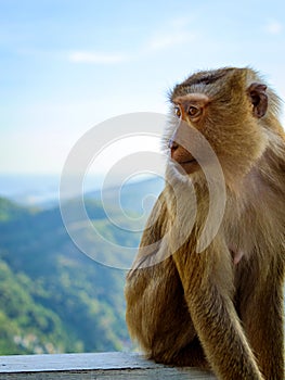 Portrait of monkey face by the the blue sky and mountains background