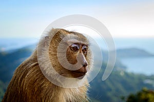 Portrait of monkey face by the the blue sky and mountains background