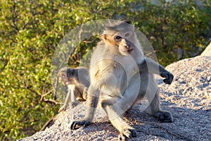 Portrait of monkey in Hampi, Karnataka, India