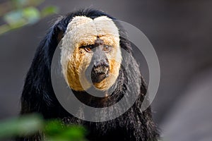 Portrait of a monkey in the jungle close