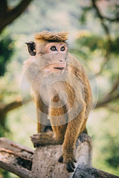 Portrait of monkey in jungle