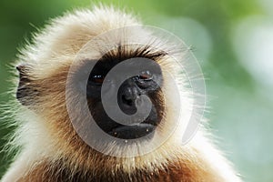 Portrait of a monkey