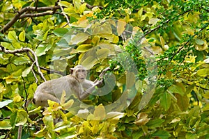 Portrait monkey or Macaca monkey lives in the trees alone, looking for green tamarind leaves to eat for food and eye contact at