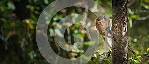 Portrait, Monkey or Macaca in a natural forest park climb on the tree and is enjoy, looking, funny, happy. Khao Ngu Stone Park,