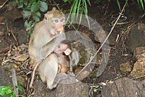 Portrait of monkey mother