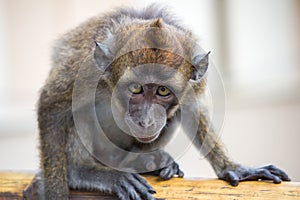 Portrait of a monkey