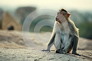 Portrait of a monkey with a serious expression