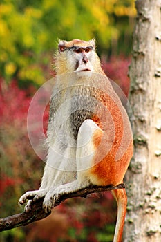 Portrait of a monkey is sitting, resting and posing on branch of tree in garden. Patas monkey is type of primates.