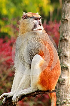 Portrait of a monkey is sitting, resting and posing on branch of tree in garden. Patas monkey is type of primates.