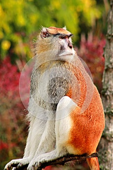 Portrait of a monkey is sitting, resting and posing on branch of tree in garden. Patas monkey is type of primates.