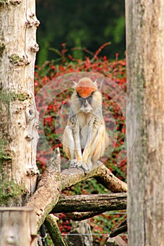 Portrait of a monkey is sitting, resting and posing on branch of tree in garden. Patas monkey is type of primates.