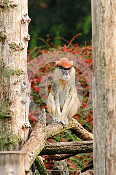 Portrait of a monkey is sitting, resting and posing on branch of tree in garden. Patas monkey is type of primates.