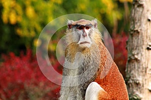 Portrait of a monkey is sitting, resting and posing on branch of tree in garden. Patas monkey is type of primates.