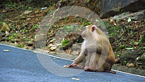 Portrait of a monkey sitting on a road in the jungle.