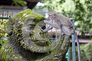 Portrait of a monkey sitting on a stone sculpture of a monkey at sacred monkey forest in Ubud, island Bali, Indonesia