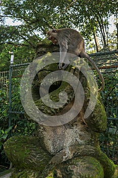 Portrait of a monkey sitting on a stone sculpture of a monkey at sacred monkey forest in Ubud, island Bali, Indonesia . Close up