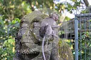 Portrait of a monkey sitting on a stone sculpture of a monkey at sacred monkey forest in Ubud, island Bali, Indonesia . Closeup