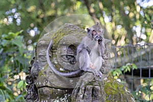 Portrait of a monkey sitting on a stone sculpture of a monkey at sacred monkey forest in Ubud, island Bali, Indonesia . Closeup