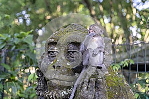 Portrait of a monkey sitting on a stone sculpture of a monkey at sacred monkey forest in Ubud, island Bali, Indonesia . Closeup