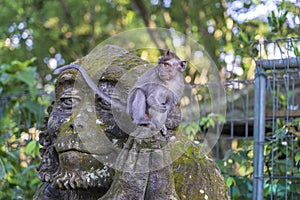 Portrait of a monkey sitting on a stone sculpture of a monkey at sacred monkey forest in Ubud, island Bali, Indonesia . Closeup