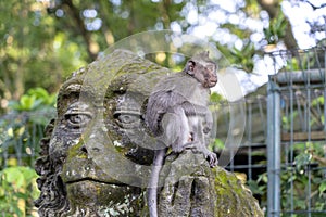 Portrait of a monkey sitting on a stone sculpture of a monkey at sacred monkey forest in Ubud, island Bali, Indonesia . Closeup