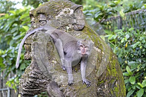 Portrait of a monkey sitting on a stone sculpture of a monkey at sacred monkey forest in Ubud, island Bali, Indonesia . Closeup