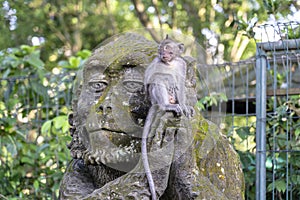 Portrait of a monkey sitting on a stone sculpture of a monkey at sacred monkey forest in Ubud, island Bali, Indonesia . Closeup