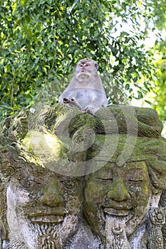 Portrait of a monkey sitting on a stone sculpture at sacred monkey forest in Ubud, island Bali, Indonesia . Closeup