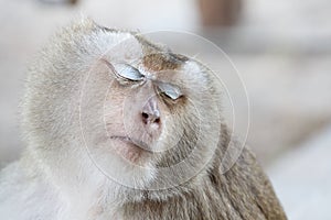 Portrait monkey