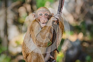 portrait monkey on tree in nature