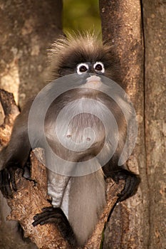 Portrait monkey on tree ( Presbytis obscura reid ) .