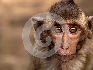 Portrait monkey