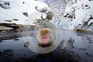 Portrait of monkey in water. Monkey Japanese macaque, Macaca fuscata, red face portrait in the cold water with fog, animal in the