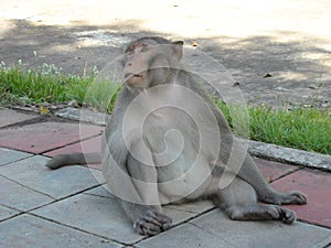 Portrait of monkeys around Udon Thani, in North East Thailsn photo