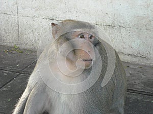 Portrait of monkeys around Udon Thani, in North East Thailsn photo
