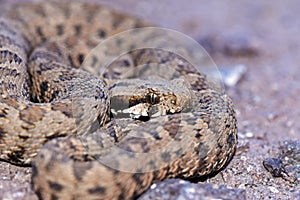 Portrait of Montivipera albicornuta mountain viper snake