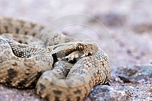 Portrait of Montivipera albicornuta mountain viper snake