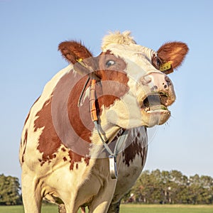 Portrait of a mooing red and white cow, with ear tags and necklace, pink nose