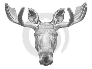 Portrait of Moose.